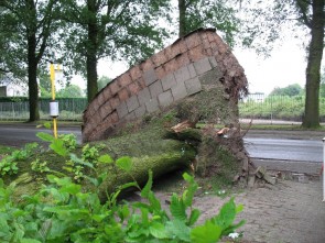 Omgewaaide boom Geelhandlaan