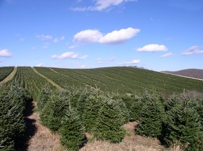 kerstboomplantage