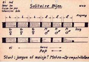 Solitaire Bijen broedcellen