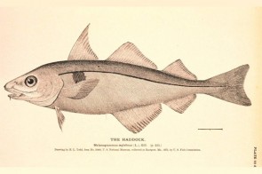 the haddock