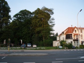 Moeten deze bomen sneuvelen