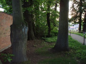 bomen 't Of in Hove 1