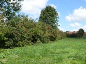 natuur_houtkant