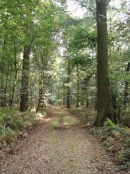 dreef in het bos