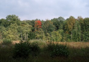 uilenbos