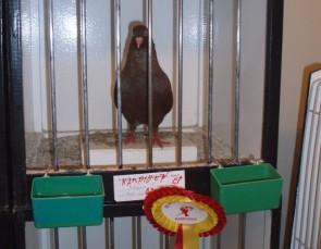 De Noordvink vogeltentoonstelling