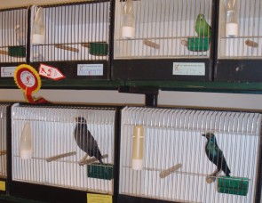 De Noordvink vogeltentoonstelling