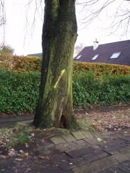 Geelhandlaan gemarkeerde boom