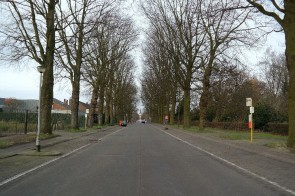 Geelhandlaan