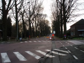 Geelhandlaan bomenkap