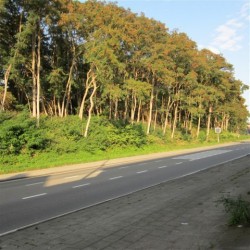 Foto : De groene berm langs de Vredebaan – Krijgsbaan (Mortsel-Wilrijk)
