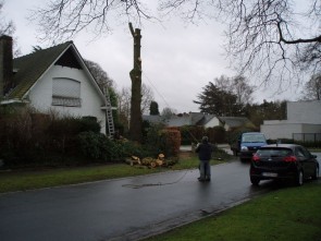 weer enkele mooie bomen minder …