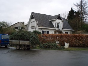 Rooien bomen