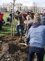 Geboorteboom Frijthout