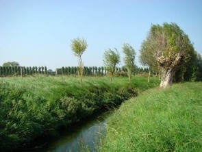 landschap beek