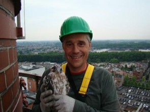 slechtvalk op toren agfa gevaert