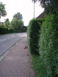 Proper Hove hagen Lintsesteenweg