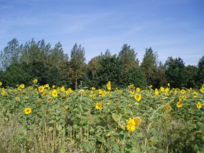 Frijthout zonnebloemen
