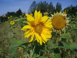Frijthout zonnebloemen
