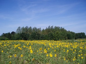 Frijthout zonnebloemen