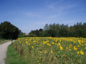 Frijthout zonnebloemen