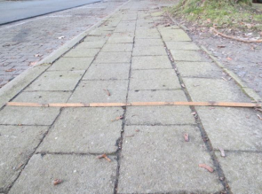 Geelhandlaan in cm